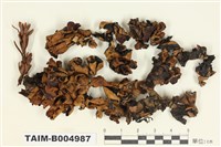 藏品(袋梅衣屬)的圖片